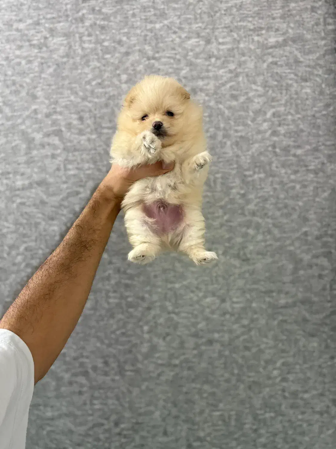 سگ پامر خرسی|سگ|کرج, مصباح|دیوار