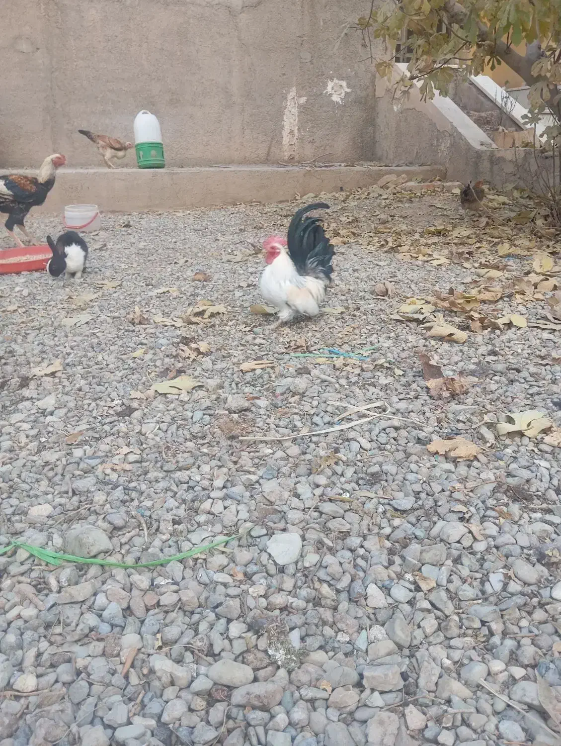 خروس و مرغ مینیاتوری|حیوانات مزرعه|پیشوا, |دیوار