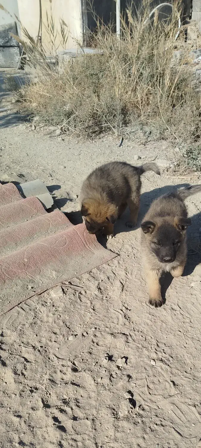 دو عدد توله سراب|سگ|ماهدشت, |دیوار