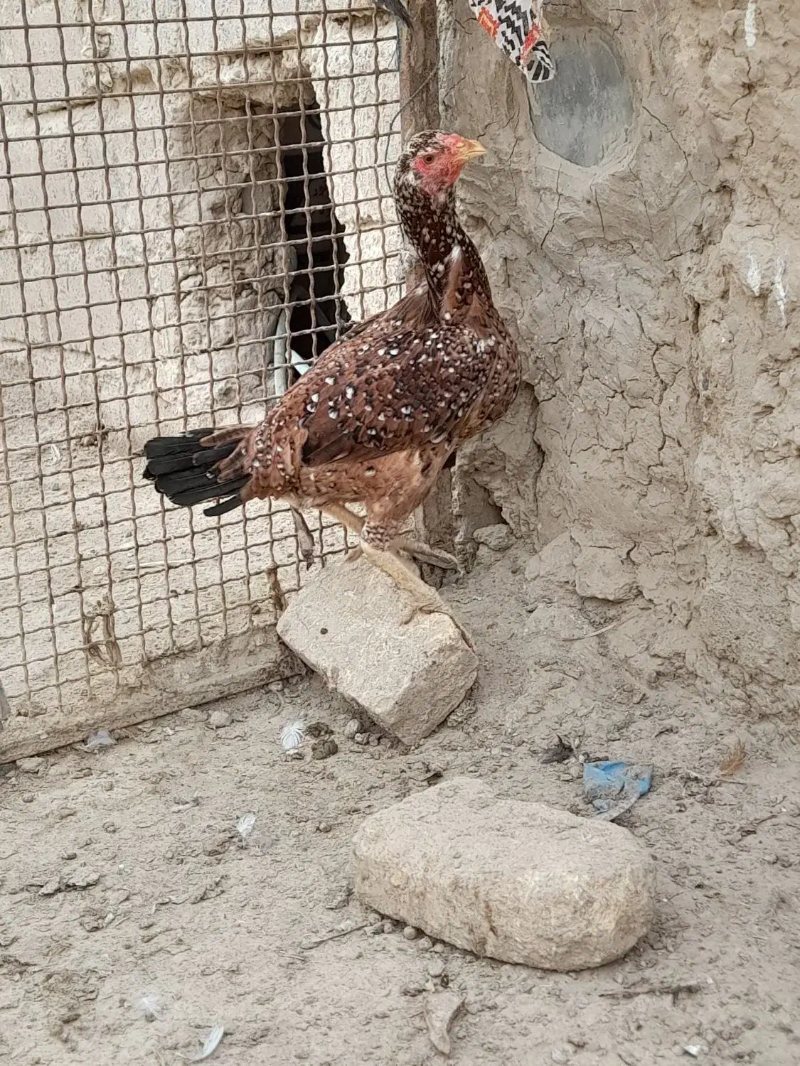 مرغ لاری|حیوانات مزرعه|جزنیک, |دیوار