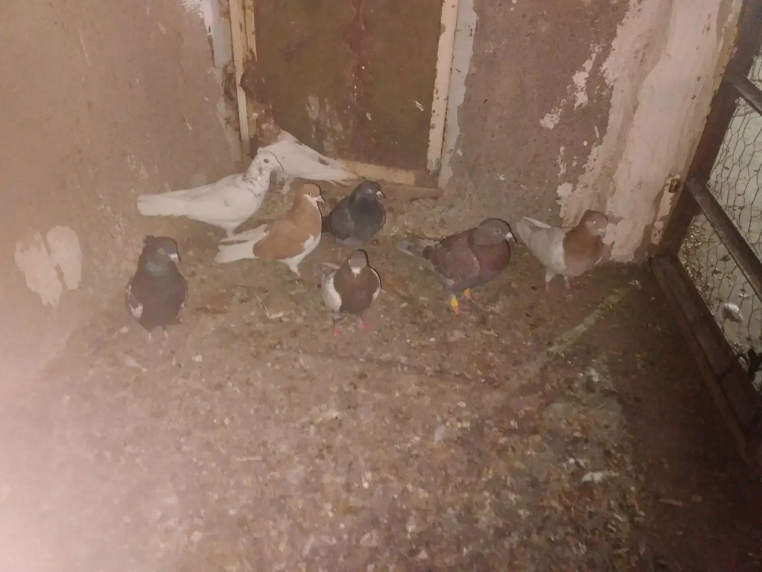 ۸تا‌کفترفروشی|پرنده|عسگران, |دیوار