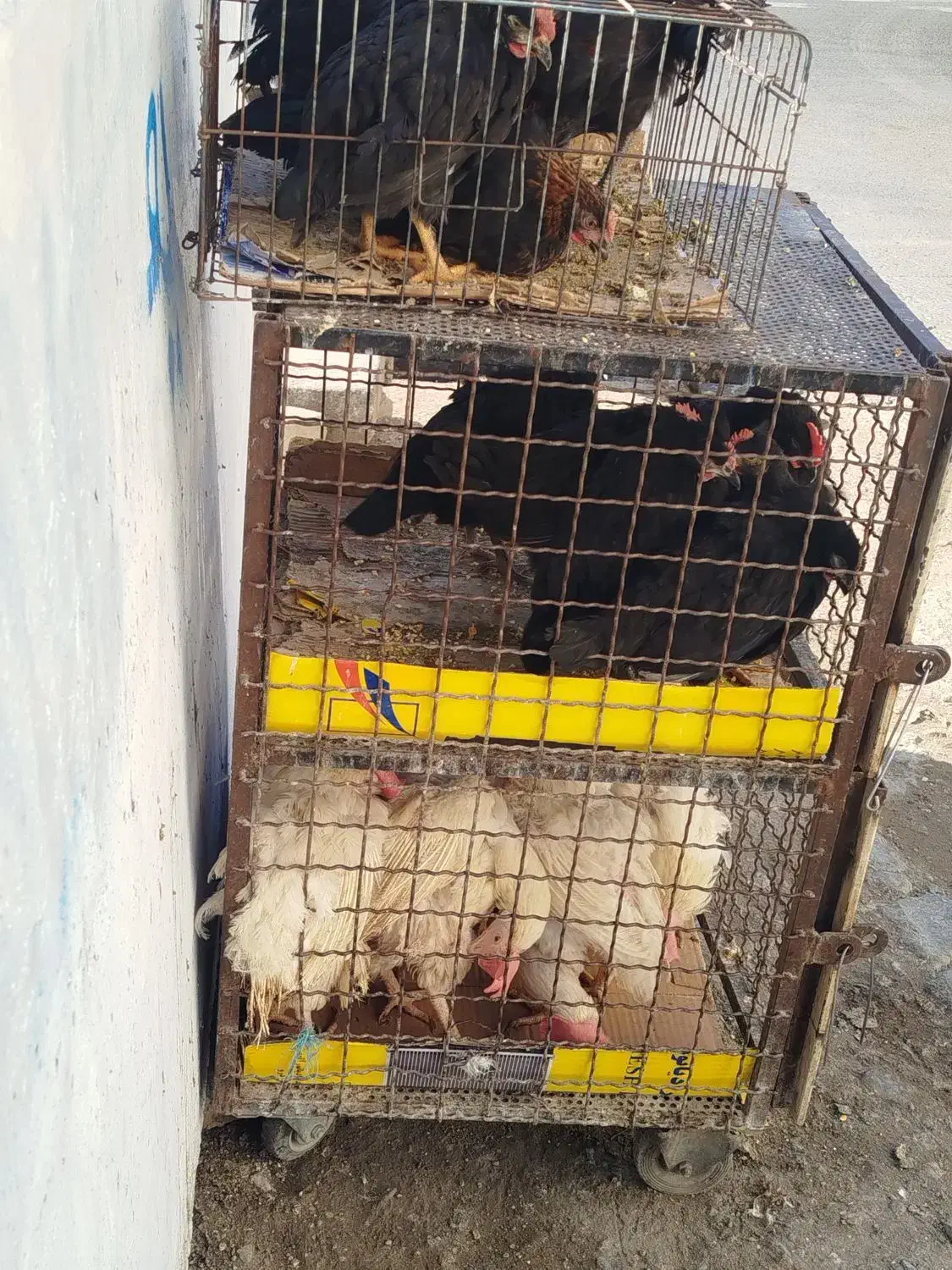 کشتار. مرغ خروس برای چشم نظر|حیوانات مزرعه|تهران, صادقیه|دیوار