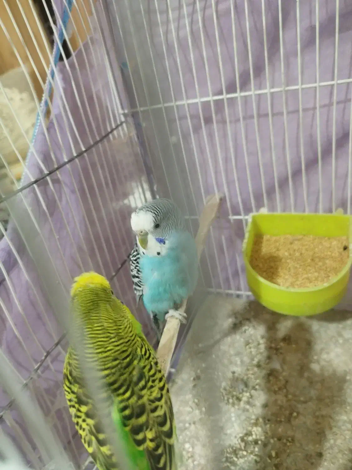 انواع پرنده عروس،کوتوله، مرغ عشق ، دستی و غیر دستی|پرنده|مشهد, تربیت (صدف)|دیوار