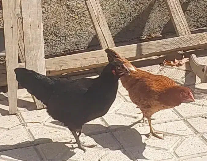 فروش ۳عدد مرغ محلی|حیوانات مزرعه|نقده, |دیوار