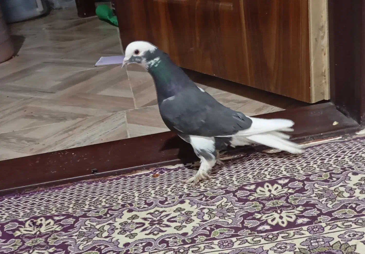 فروش دو عدد کبوتر ضمانت شده|پرنده|بافت, |دیوار