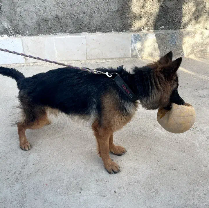 ژرمن شپرد شولاین اصیل بالغ|سگ|بجنورد, |دیوار