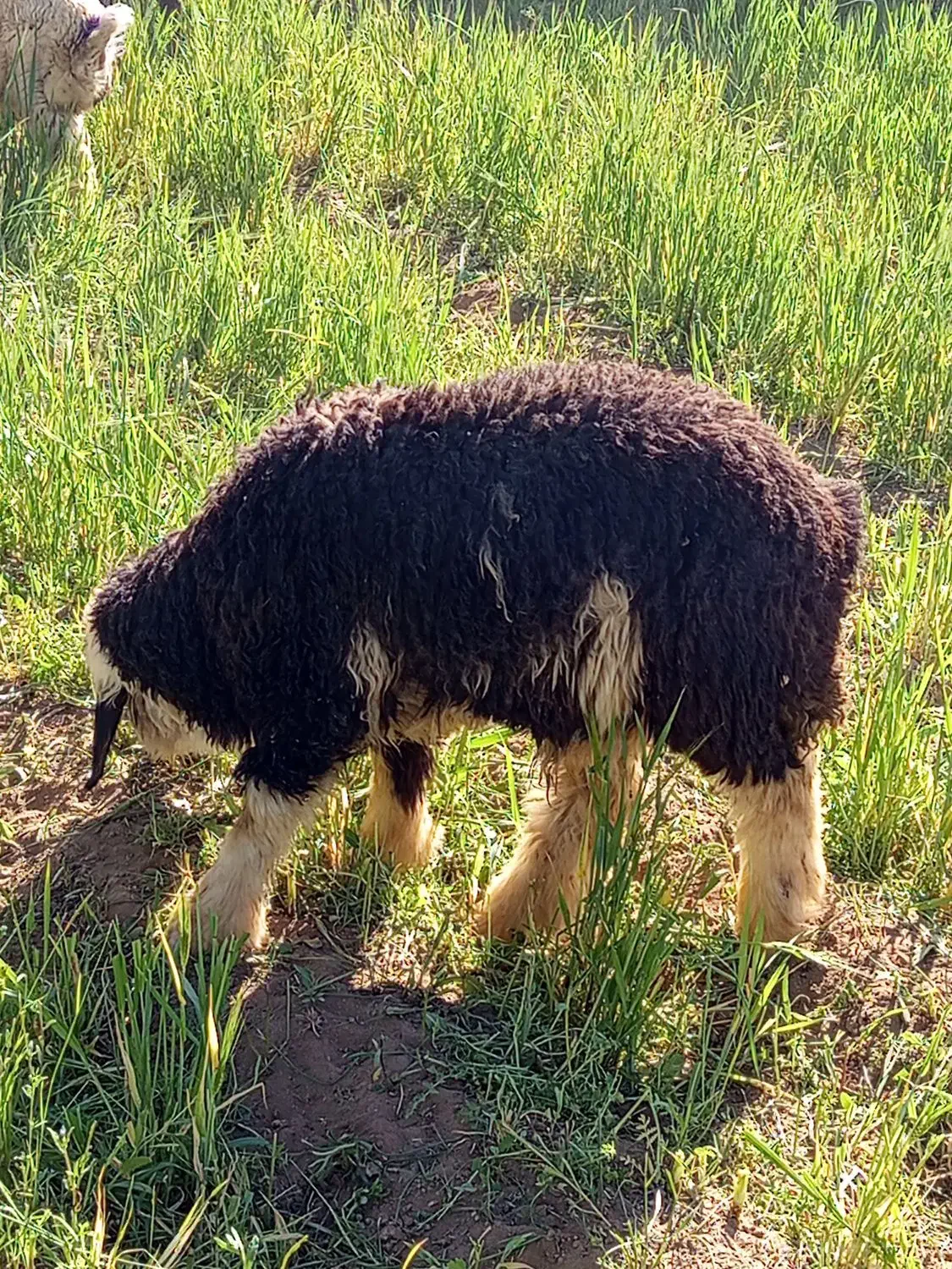 قصاب سیار  بره زنده هم وجود است با انتخاب خودتون|حیوانات مزرعه|شهرکرد, |دیوار