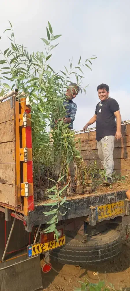 نهال لیمو،مرکبات اکالیپتوس نخل|خدمات باغبانی و درختکاری|جهرم, |دیوار