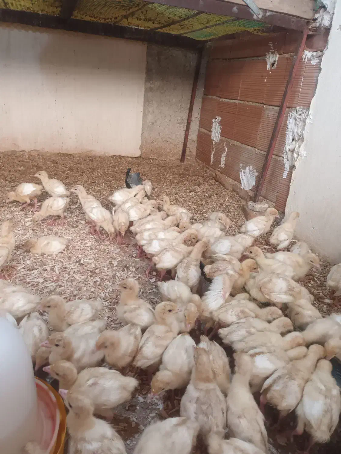 جوجه بوقلمون بیوتی ۱۵روزه|حیوانات مزرعه|رستمکلا, |دیوار