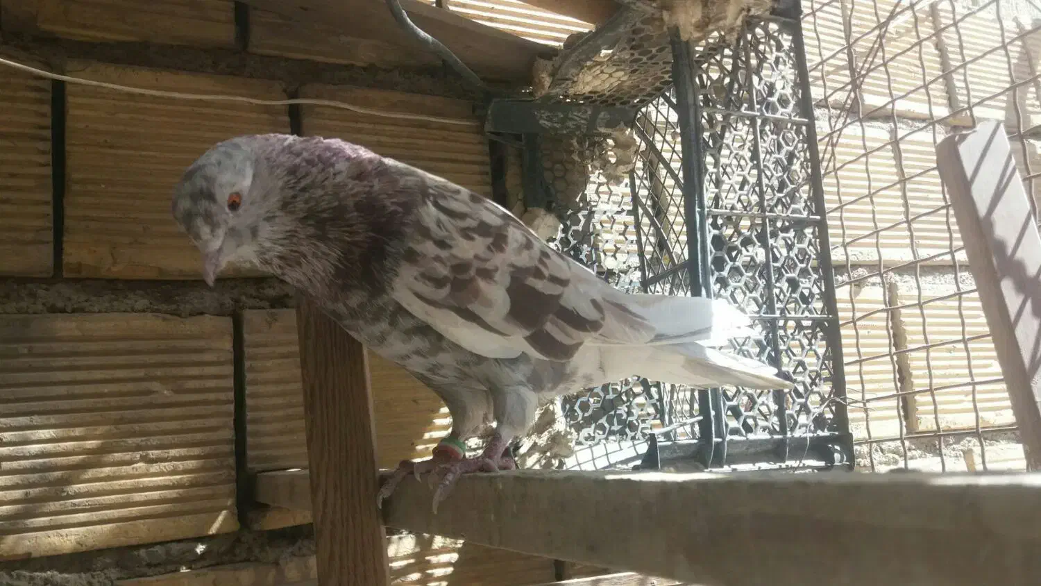 کلیدگم شده کبوتر|اشیا|کوهدشت, |دیوار