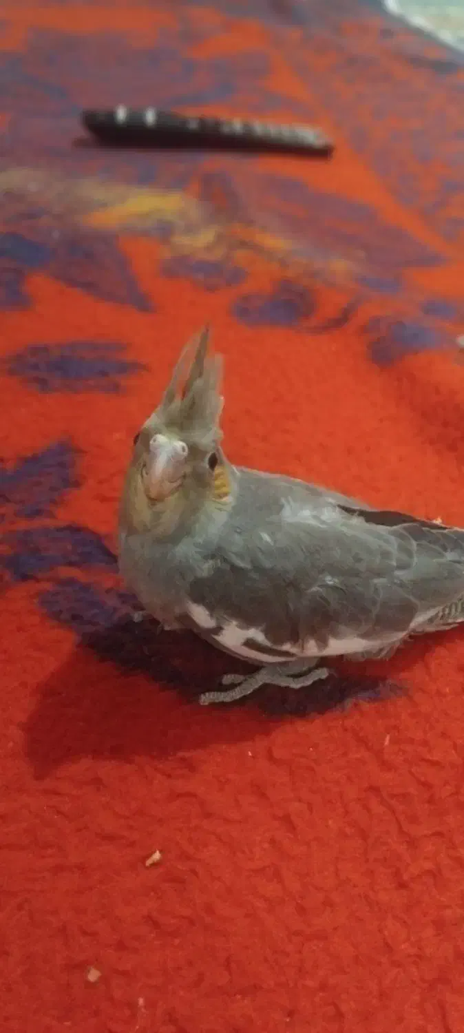 عروس هلندی  ۲ماهه دون خور دست آموز|پرنده|نقده, |دیوار