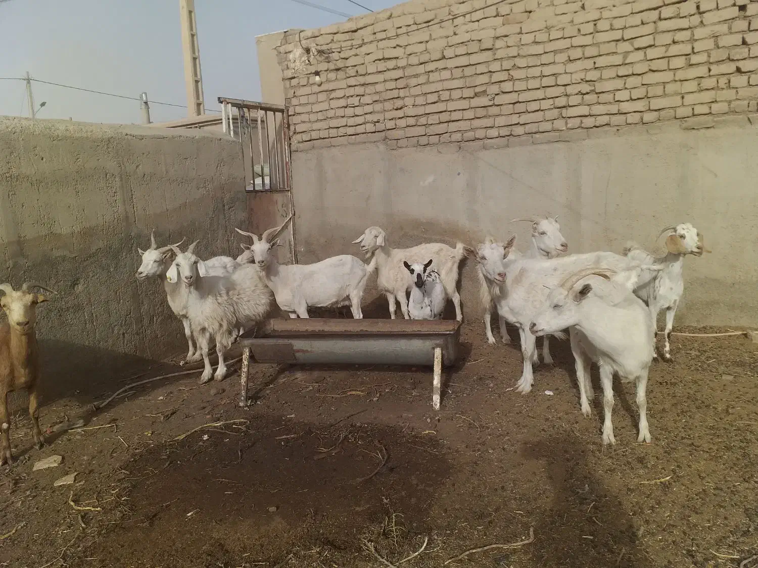 بز سانن آبستن|حیوانات مزرعه|بردسکن, |دیوار