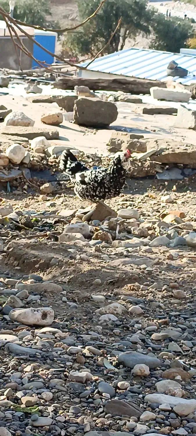 مرغ گلین|حیوانات مزرعه|دشت ذهاب, |دیوار