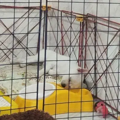 توله سگ پامر|سگ|سهند, |دیوار