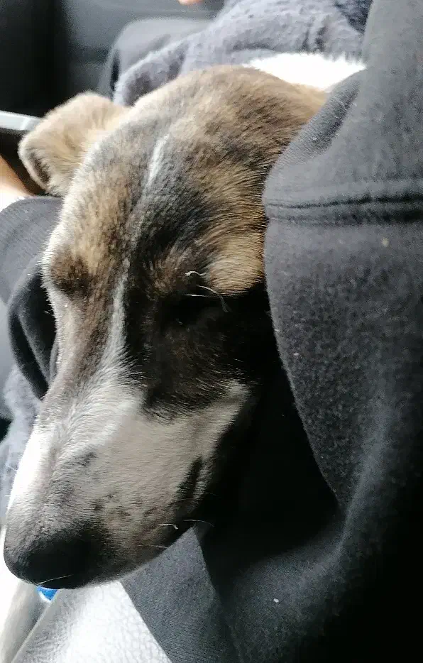 سگ پیدا شده|حیوانات|قزوین, |دیوار