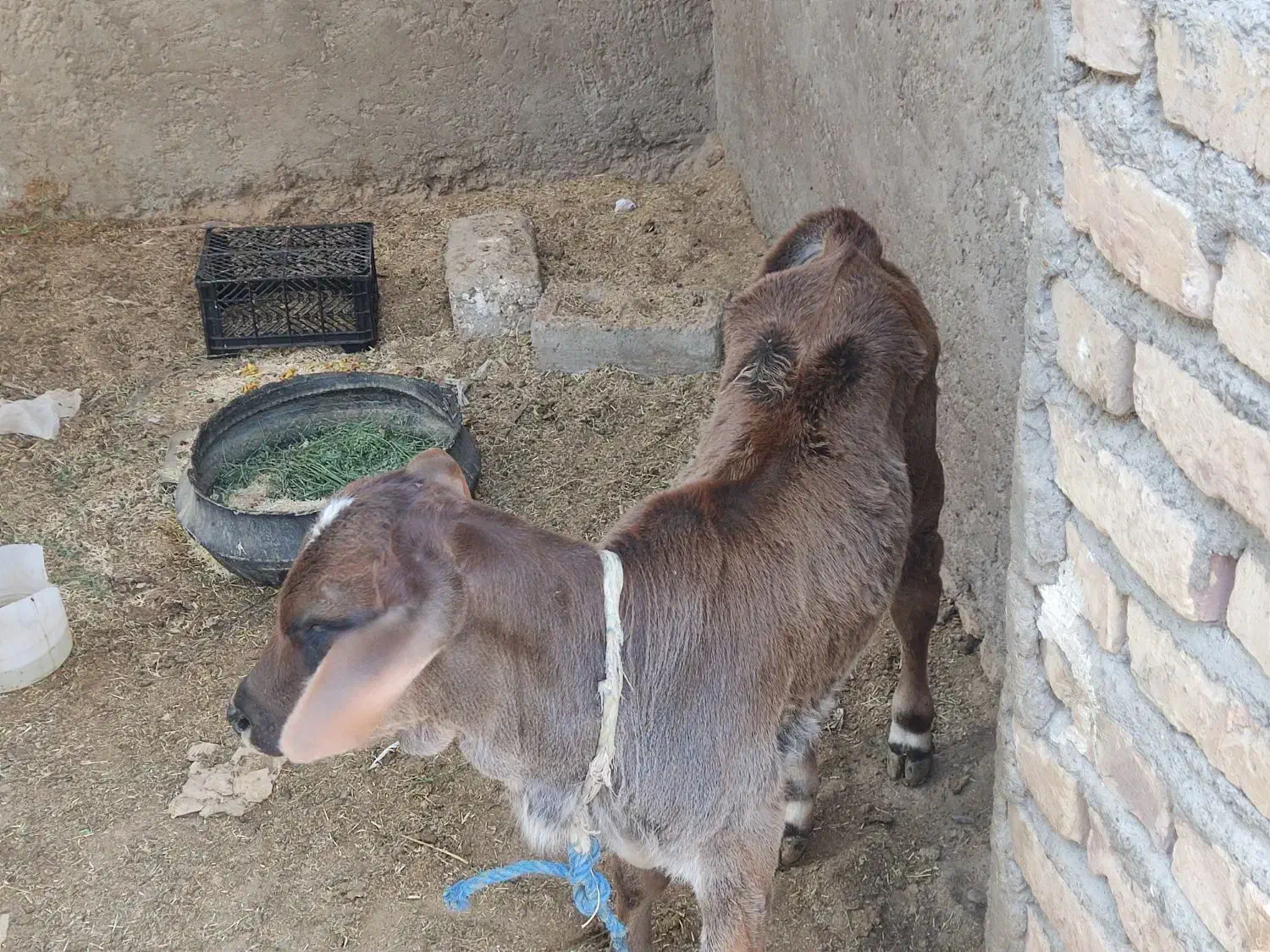 حیوانات مزرعه گاو گوسفند بز|حیوانات مزرعه|زابل, |دیوار