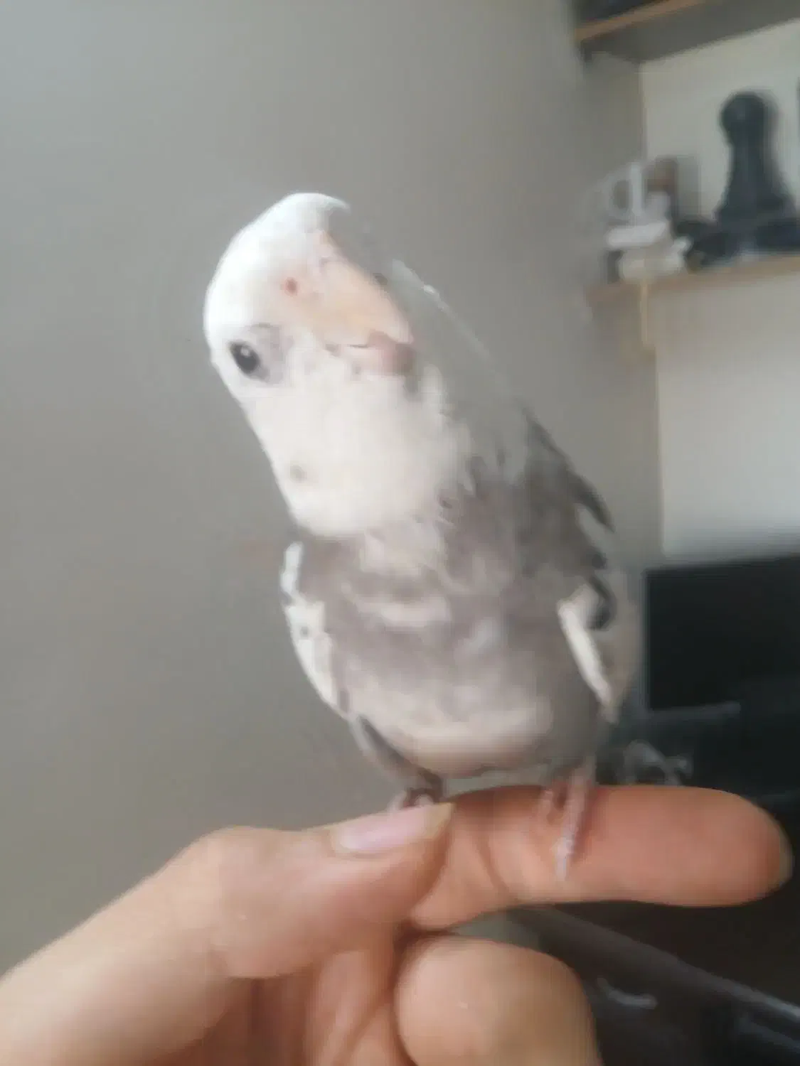 جفت عروس هلندی دستی|پرنده|کرج, منطقه ویژه اقتصادی پیام|دیوار