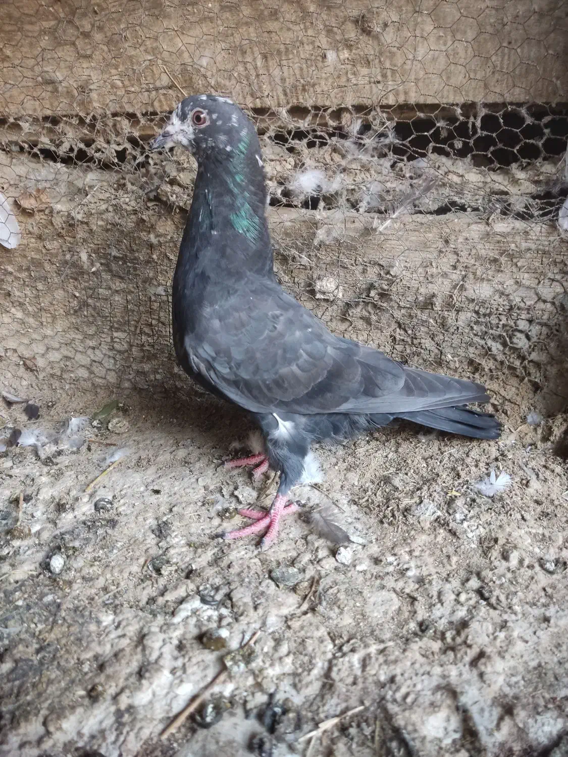 کبوتر پرشی|پرنده|گنبد کاووس, |دیوار