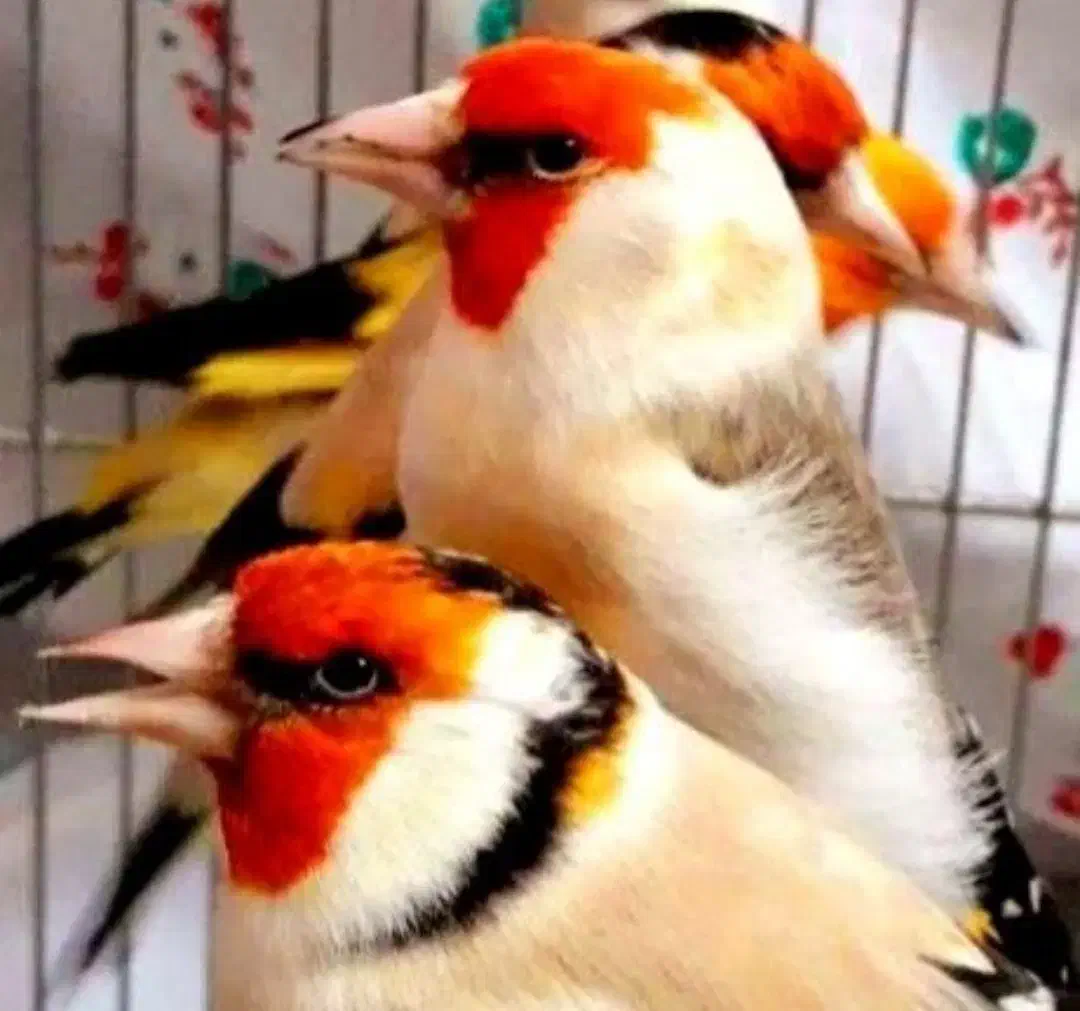 سهره ،سقا|پرنده|کرمان, |دیوار