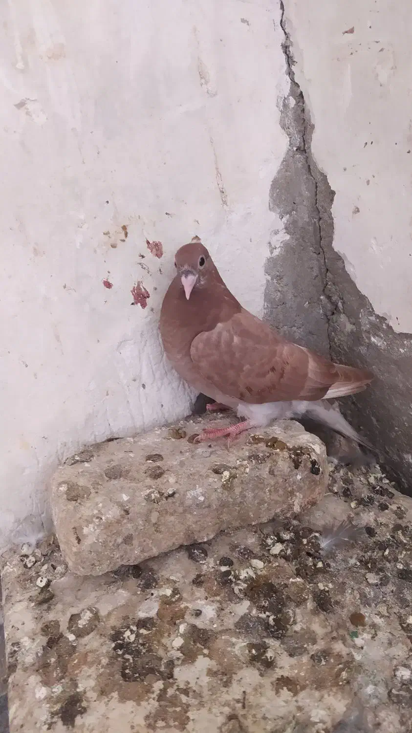 کبوتر لوت|پرنده|سوسنگرد, |دیوار