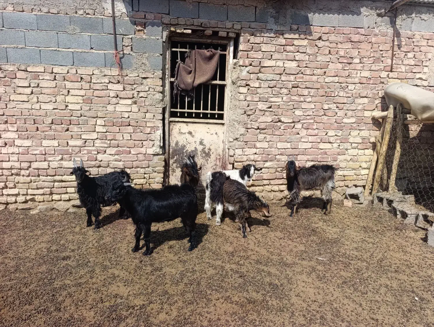 کهره نر چاق|حیوانات مزرعه|مرودشت, بیست متری بیمارستان|دیوار
