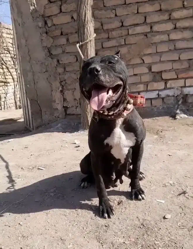 پیتبول واگذاری بزورگ و کو چ یک|سگ|مشهد, همت آباد|دیوار