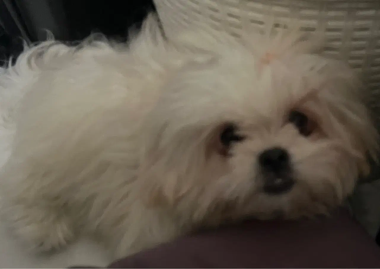 سگ خانگی واگذاری|سگ|بوشهر, |دیوار