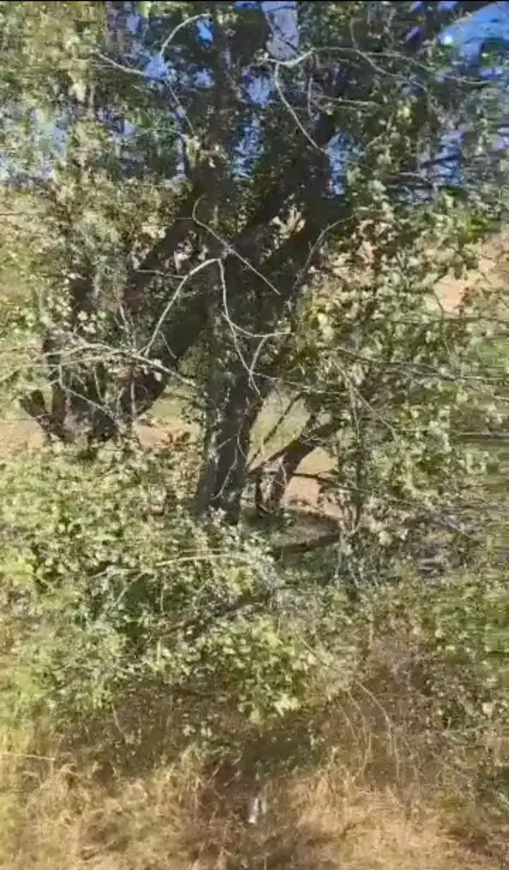 باغ و زمین|فروش زمین و ملک کلنگی|شاهرود (اردبیل), |دیوار