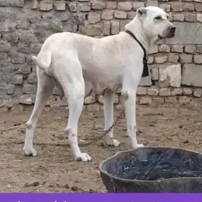 سگ ماده|سگ|نیشابور, هفده شهریور|دیوار