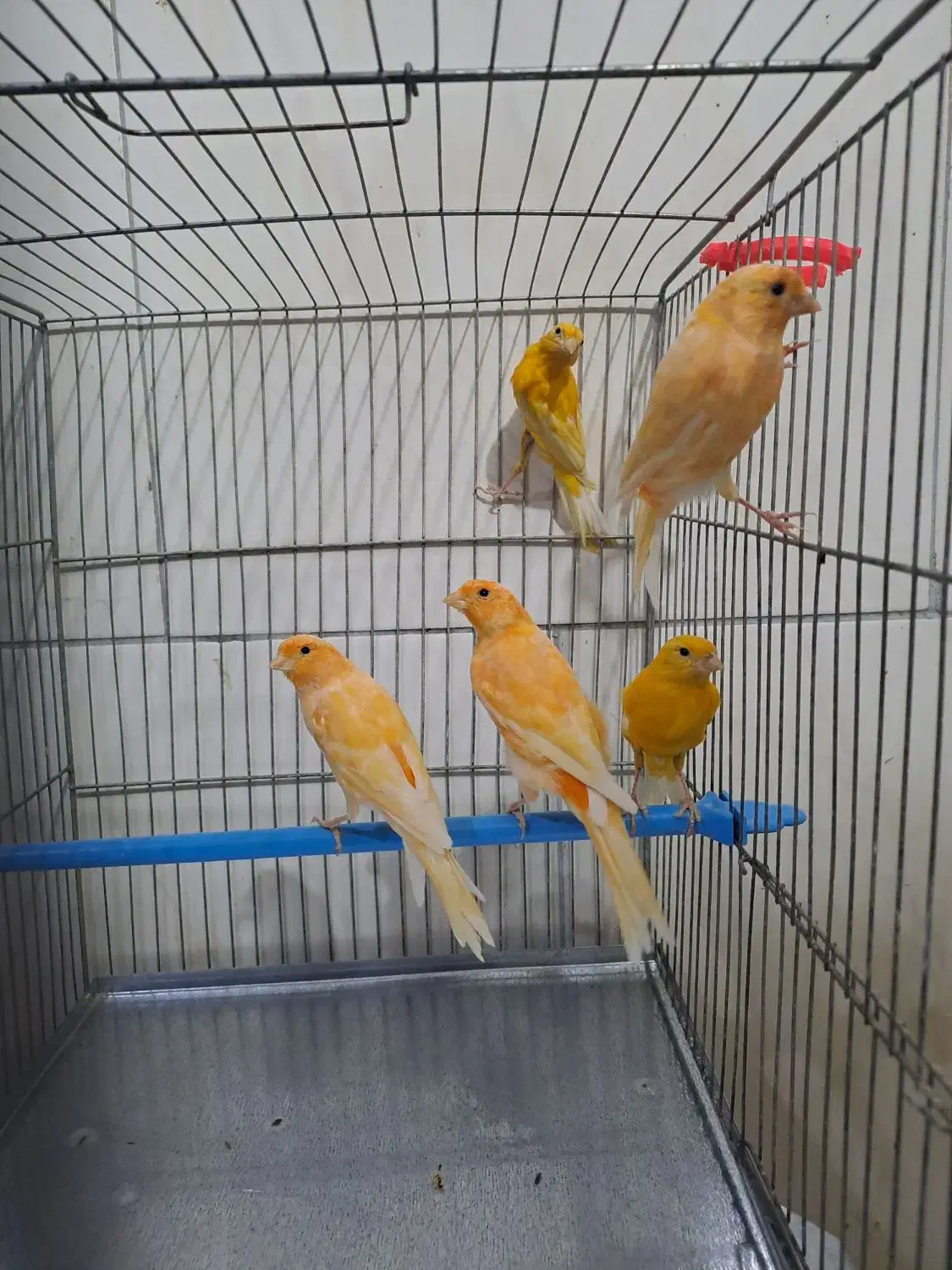 قناری  نر|پرنده|ابریشم, |دیوار