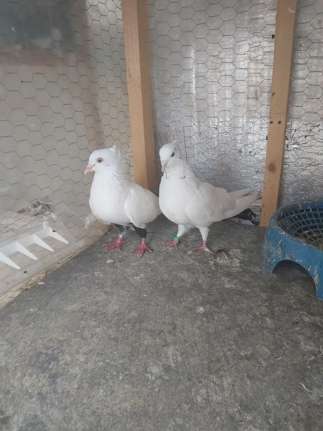 کفتر پرشی طوقی مسافتی فروشی|پرنده|آمل, |دیوار