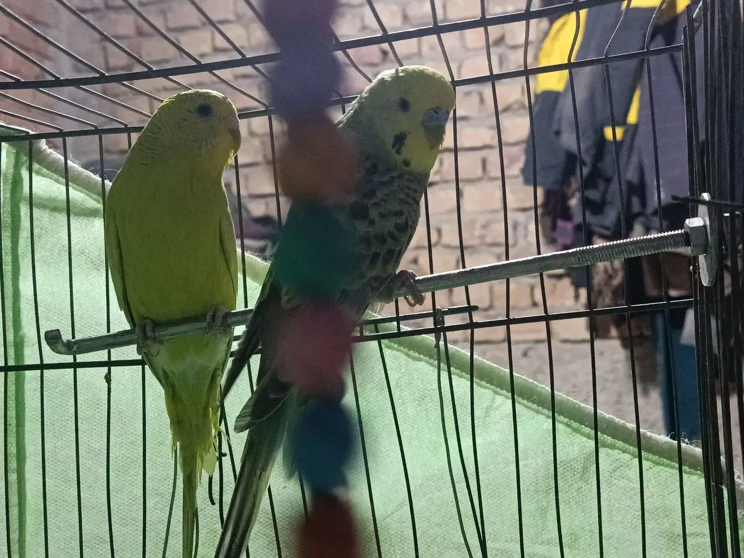 مرغ عشق جفت|پرنده|بردسکن, |دیوار