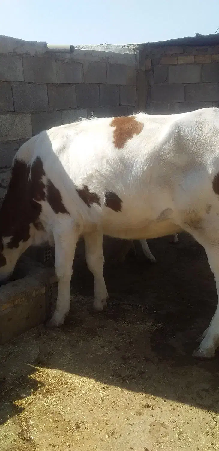 شنگول جوان|حیوانات مزرعه|اندیکا, |دیوار