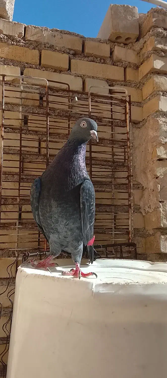 خرمشهر|پرنده|خرمشهر, |دیوار