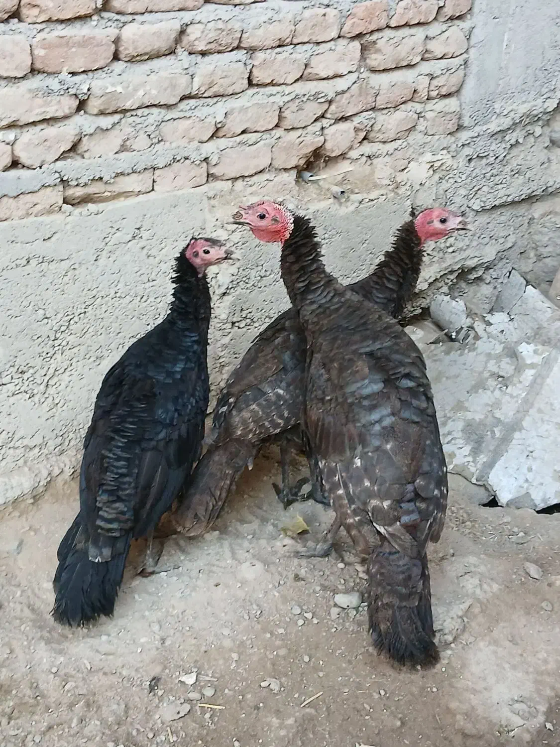 بوقلمون|حیوانات مزرعه|اردبیل, |دیوار