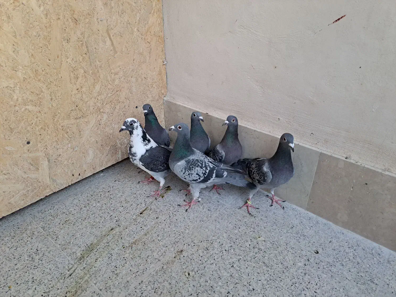 کبوتر المانی|پرنده|بیرجند, |دیوار