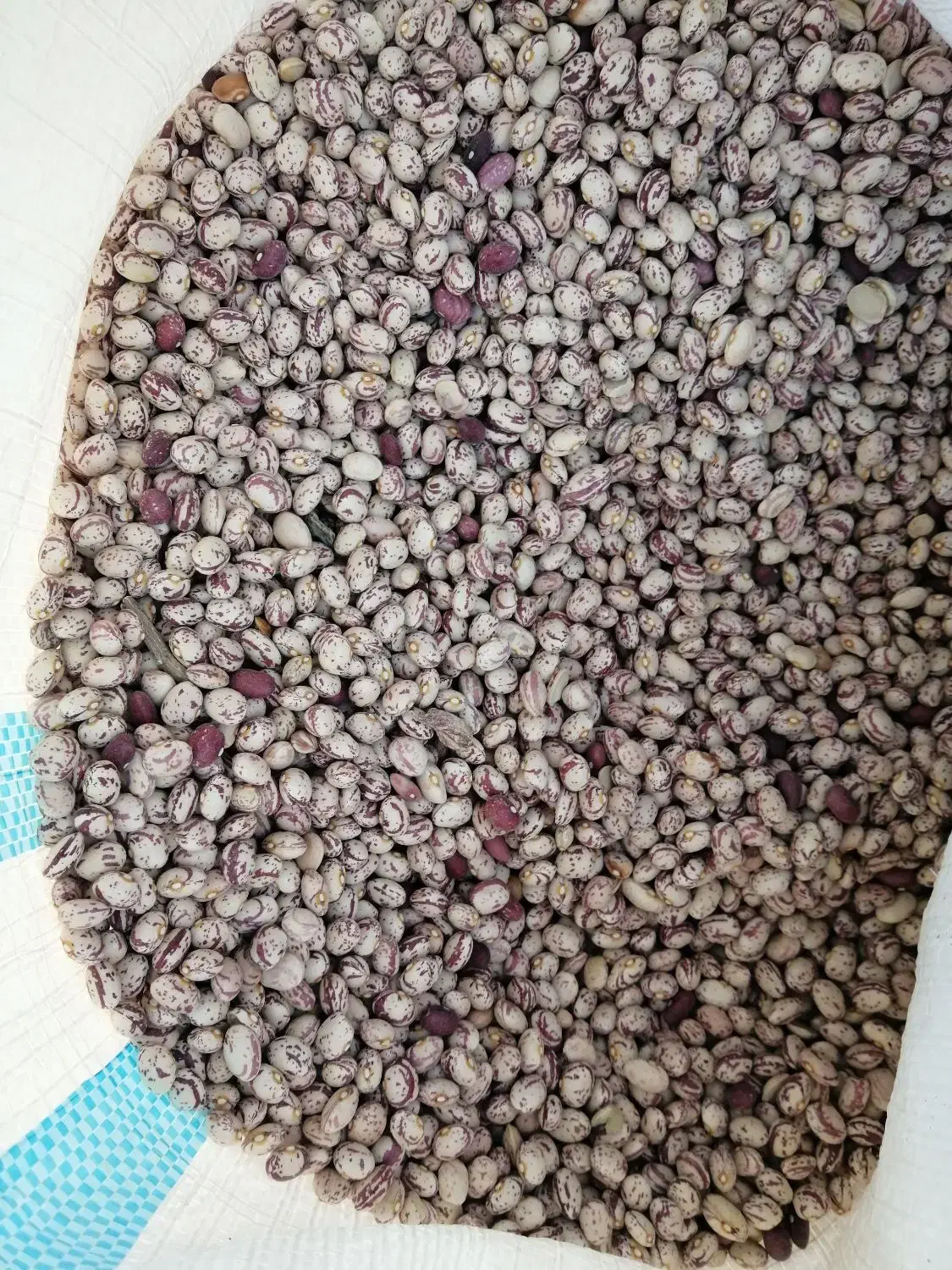 فروش لوبیا چیتی دهبید تمیز و درجه یک|عمدهفروشی|خرم بید, |دیوار