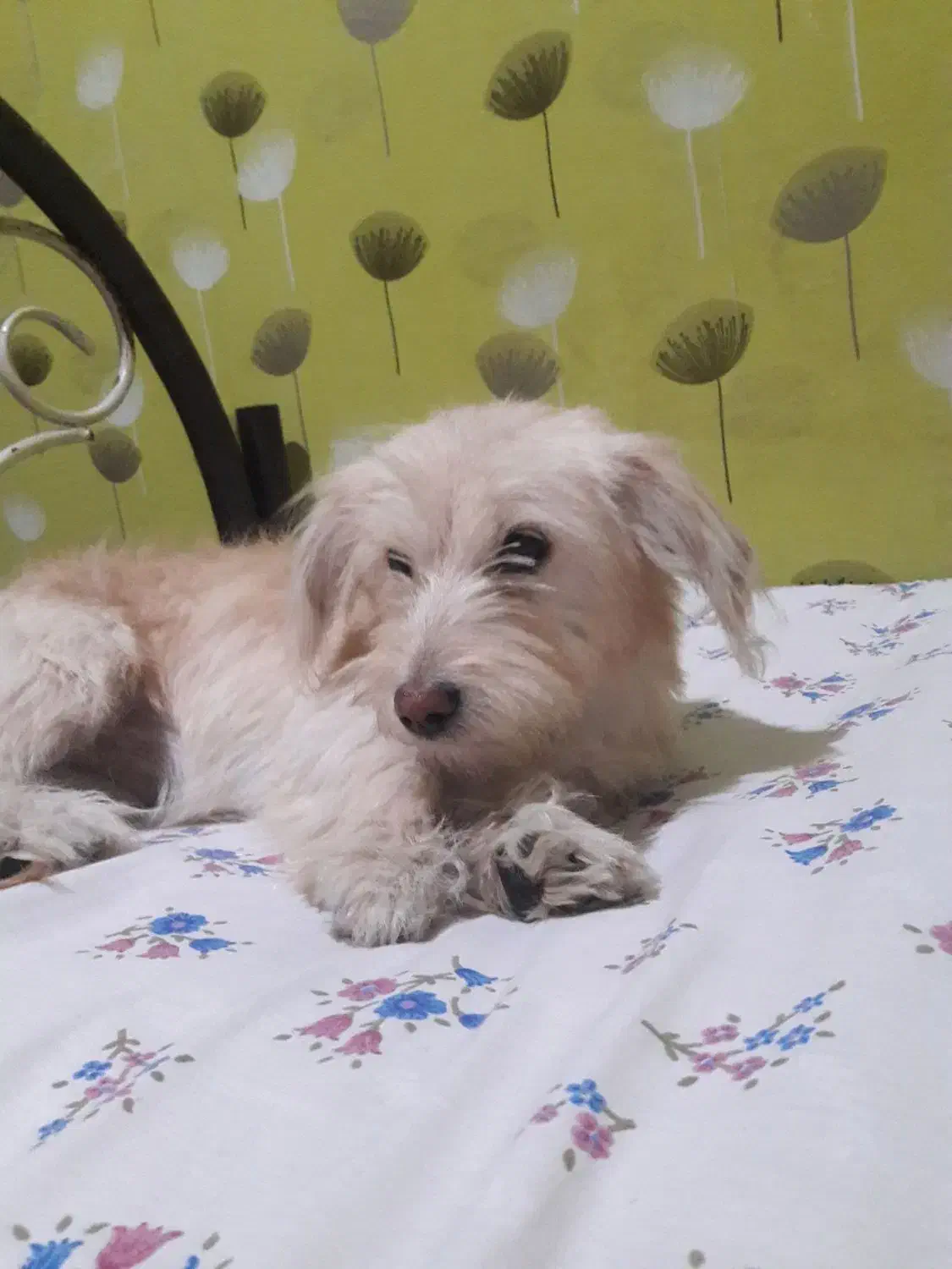 سگ شیتزو تریر|سگ|پاکدشت, پاکدشت (مامازند)|دیوار