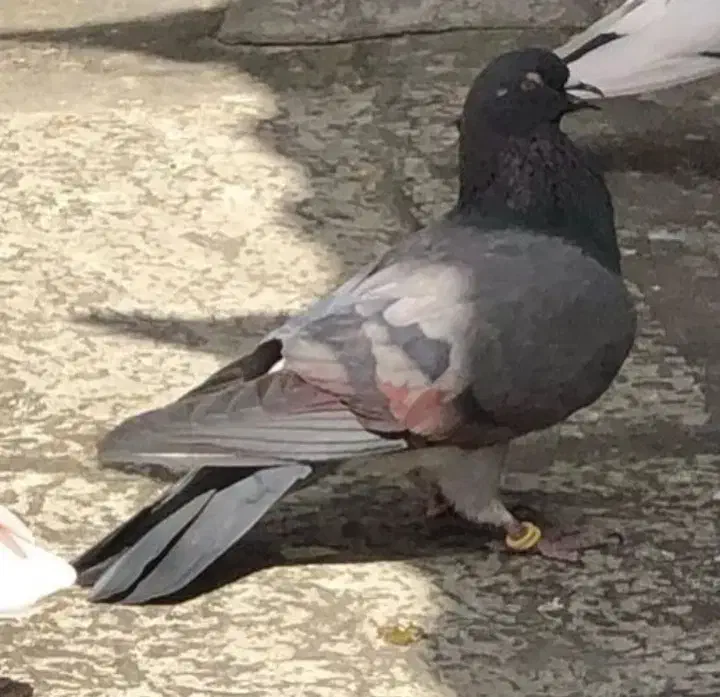 کفتر گرو|پرنده|ری, تقی آباد|دیوار