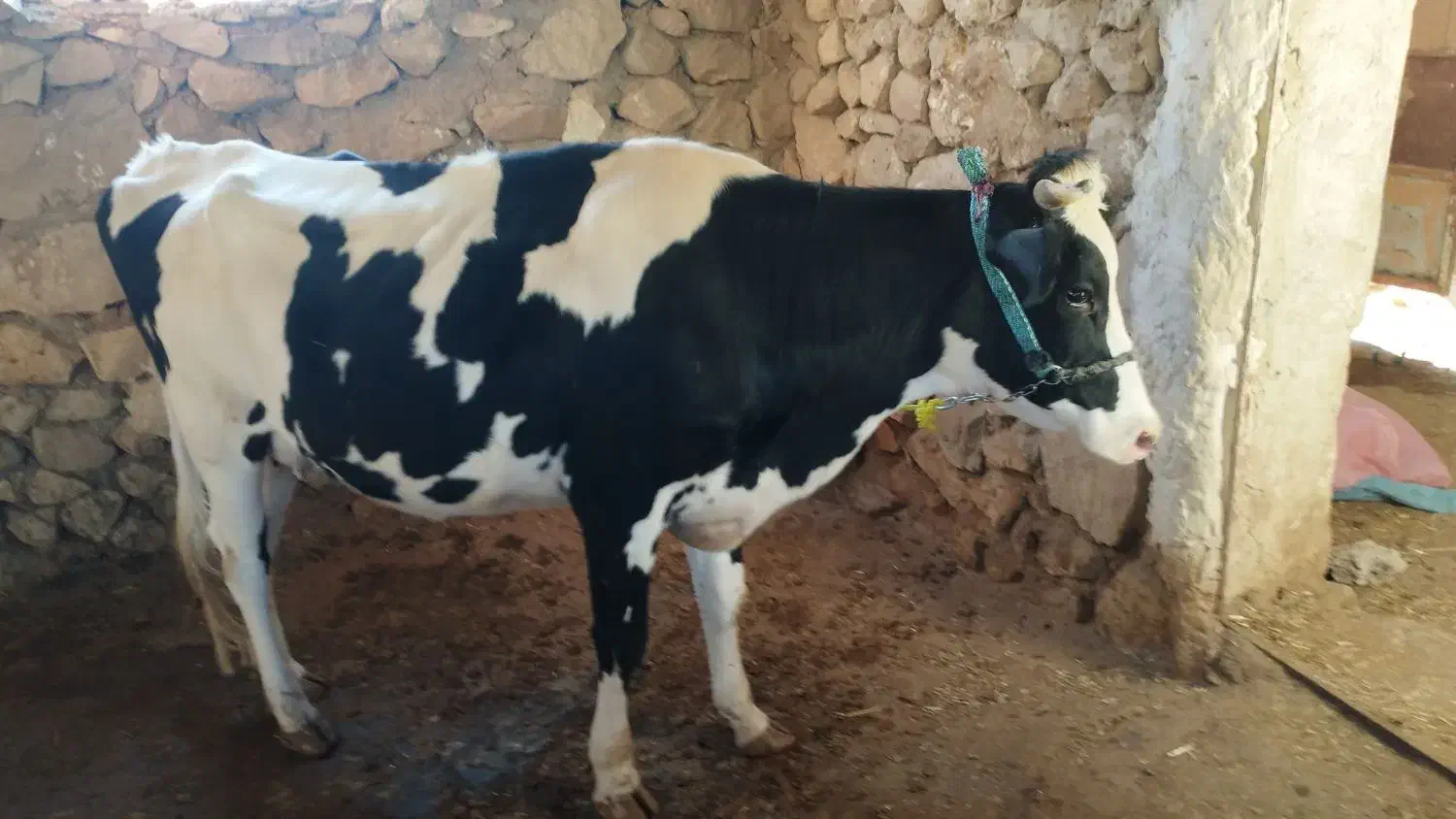 فروش گاوداشتی|حیوانات مزرعه|سر آسیاب یوسفی, |دیوار