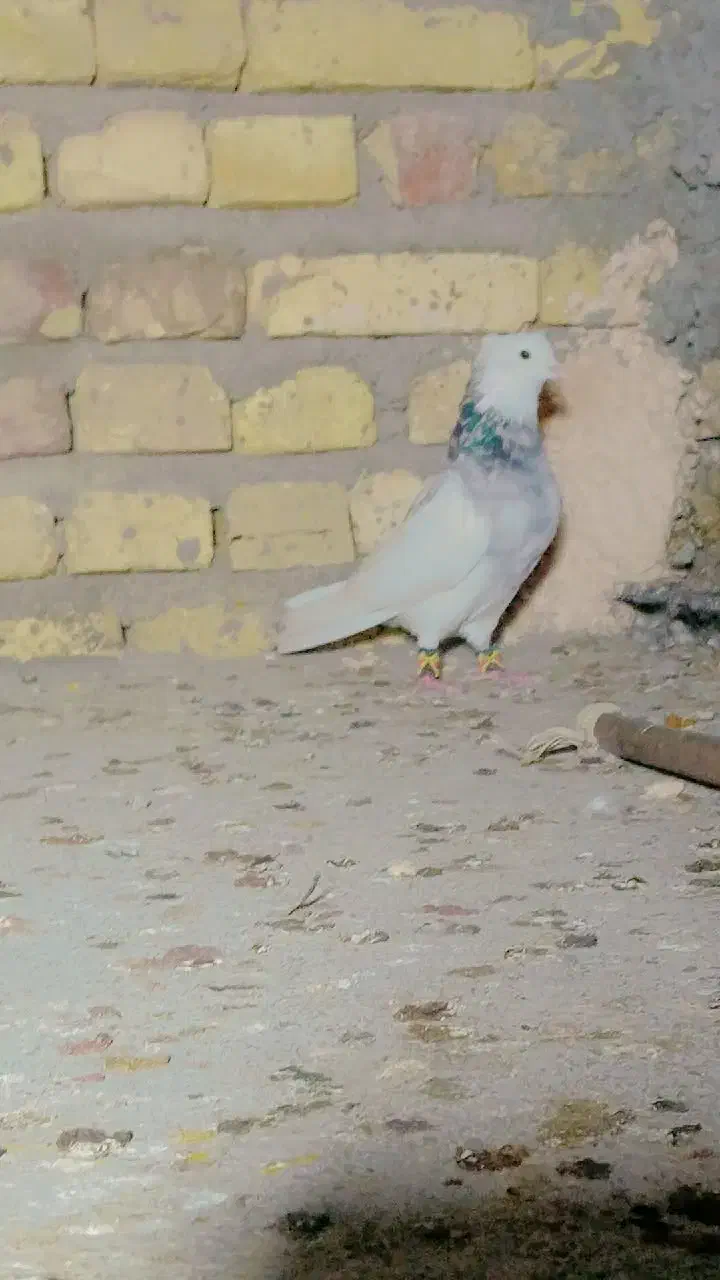 طوقی|پرنده|یزد, |دیوار