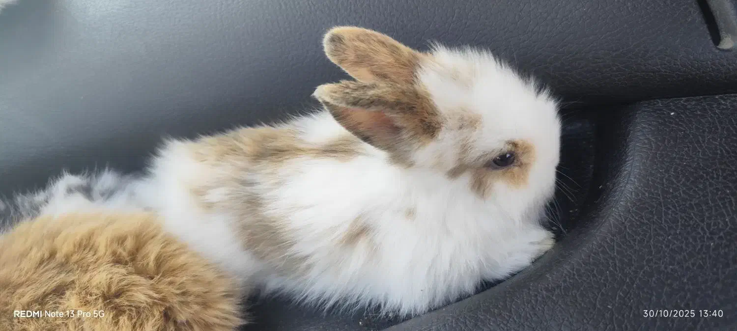 خرگوش لوپ دوماهه|موش و خرگوش|پرند, فاز ۴|دیوار