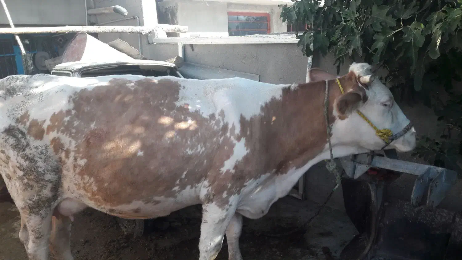 گاو ماده سیمینتال|حیوانات مزرعه|صحنه, |دیوار