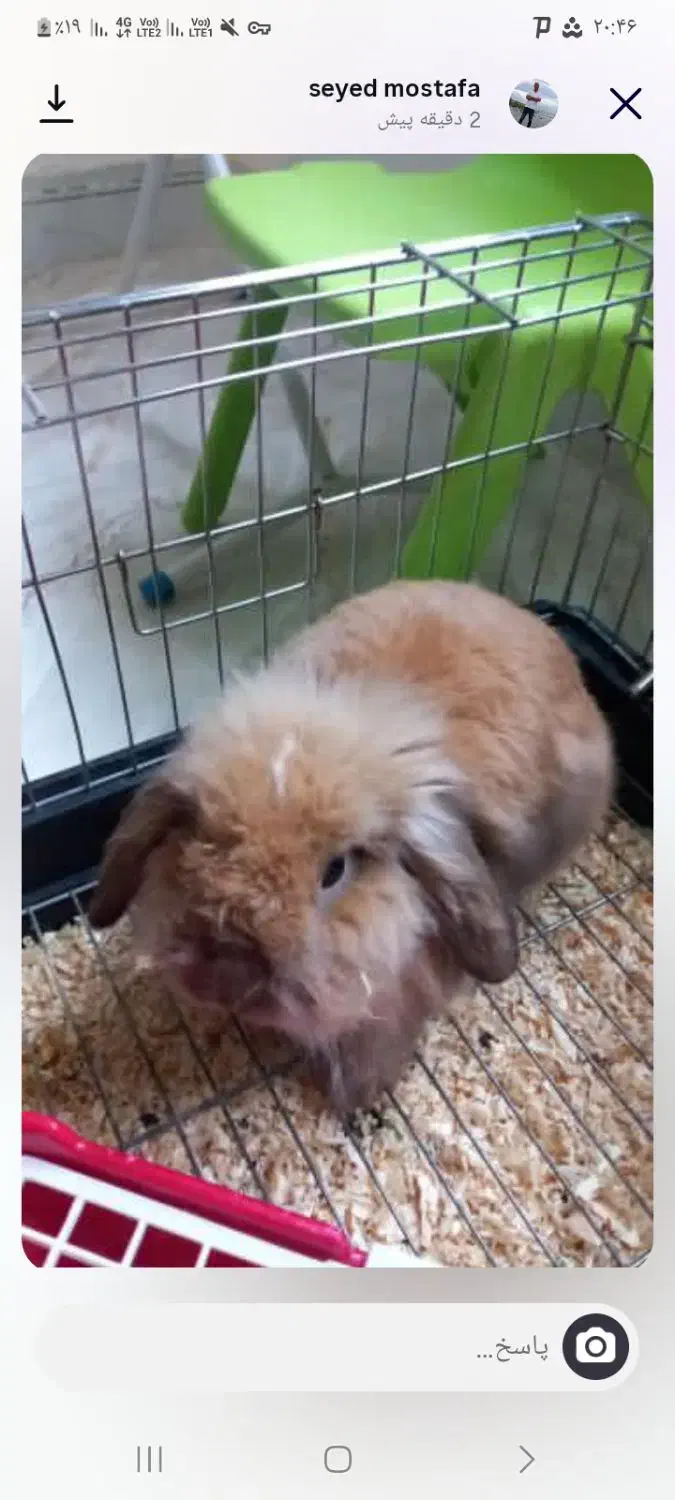 خرگوش لپی|موش و خرگوش|چناران, |دیوار