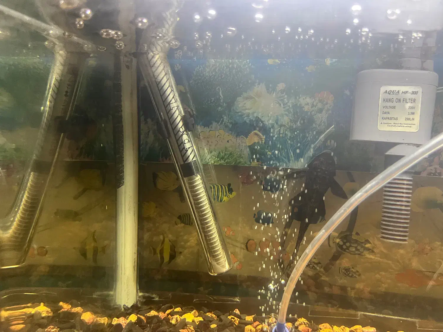 آکواریوم اصلی|ماهی|رشت, جانبازان|دیوار