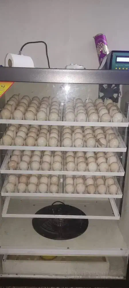 فروش دستگاه جوجه کشی صادراتی|ماشین‌آلات صنعتی|دزفول, |دیوار