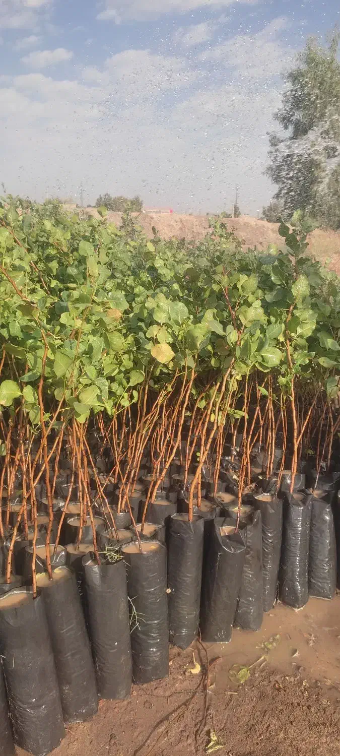 نهال پسته|خدمات باغبانی و درختکاری|قم, کلهری|دیوار