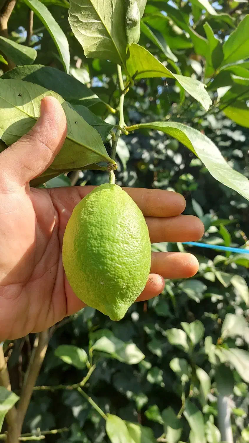 نهال لیمو ترش سنگی|گل و گیاه طبیعی|رشت, گلسار|دیوار