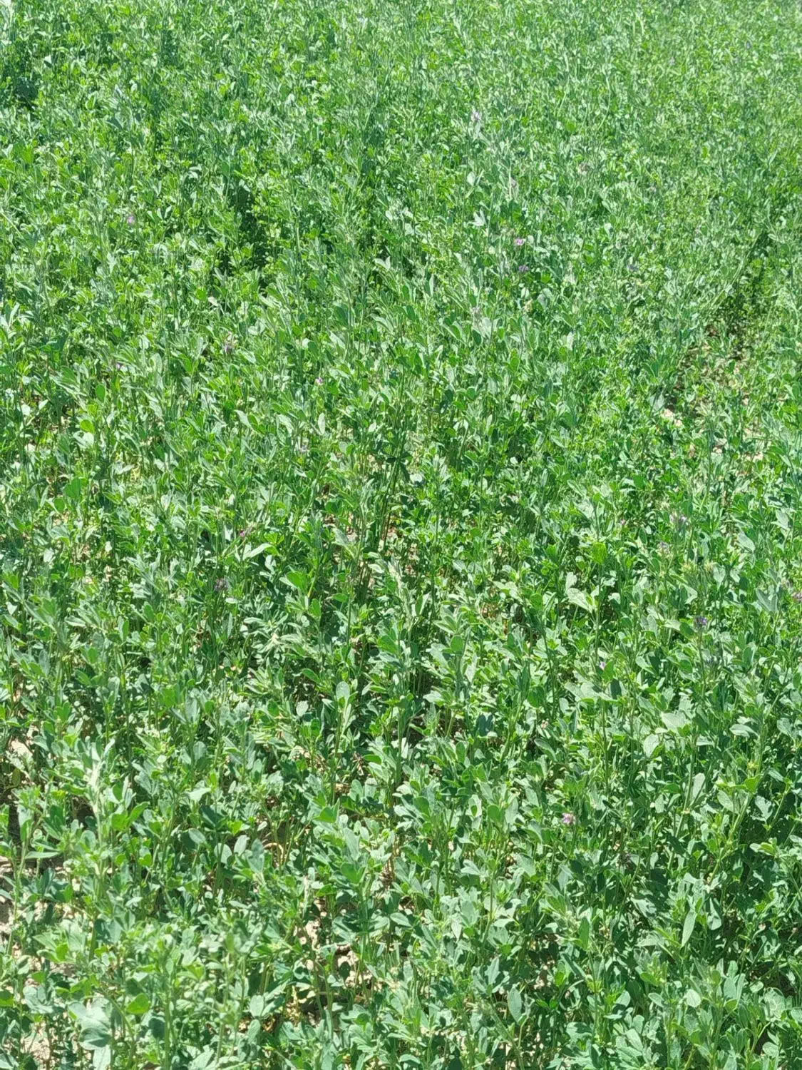 یونجه تازه چین شده|خدمات باغبانی و درختکاری|دره شهر, |دیوار