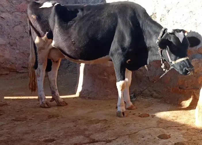 گاو شیری|حیوانات مزرعه|شباب, |دیوار